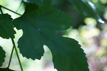 green leaves of a tree