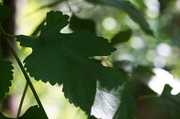 green leaves of a tree