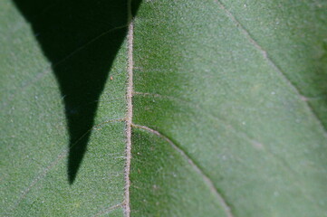 green leaf macro
