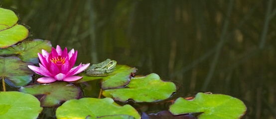 Seerosenteich mit Frosch © C. Schüßler