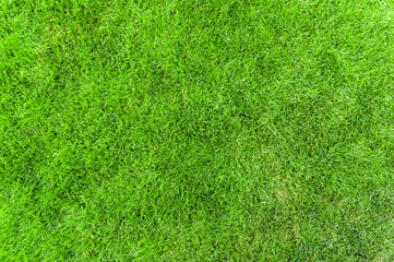 Fototapeta na wymiar grass field background, green grass texture, green background, place for text