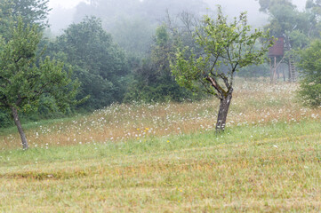 Wild Carrot blooming on summer meadow