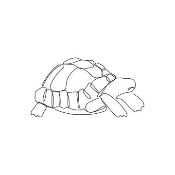 Aggregate 131+ tortoise easy drawing super hot