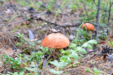 Boletus is a very tasty mushroom in any form.