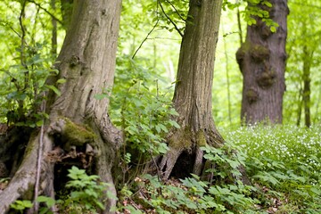 Magical Tree spirits- Dryad In The Czech Fairytale Forest 