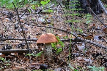 Boletus is a very tasty mushroom in any form.