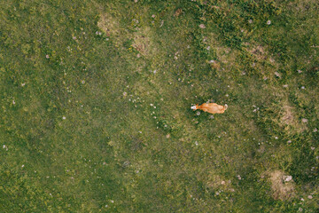 Aerial view of a cow in the field in sunset light