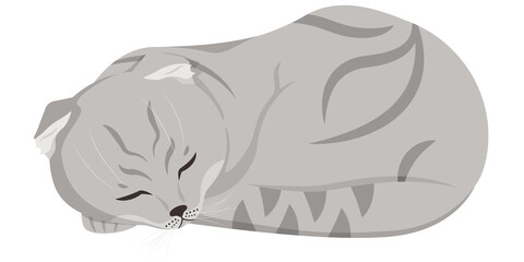 Sleeping Lop-eared cat. Beautiful pet in cartoon style.