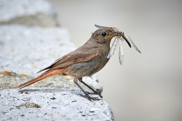 Black redstart female bird close-up (Phoenicurus ochruros)