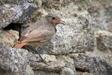 Black redstart female bird at the nest hole (Phoenicurus ochruros)