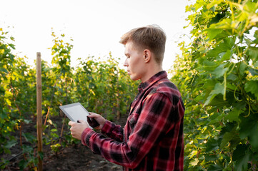 Naklejka na ściany i meble young farmer with tablet on the background of vineyards