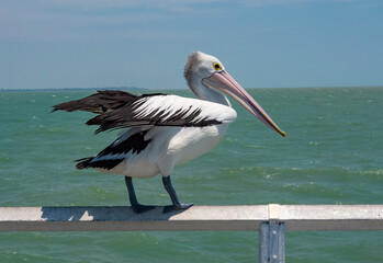 Australian pelican