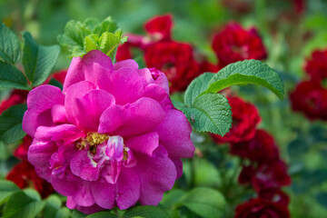 pink and red roses