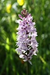 Gattung: Fuchssches Knabenkraut (Dactylorhiza fuchsii) auf der Schwäbischen Alb