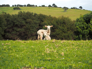 Obraz na płótnie Canvas Sheep on the mountain of New Zealand