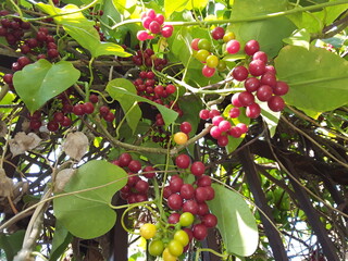 The Indian Giloy fruit found in red also in yellow color useful to boost up immunity growth health. during corono covid-19 it is very much demand able in market.