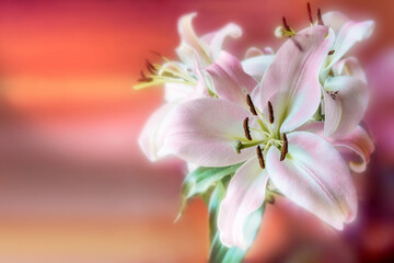 Blüte einer pink-weißen Lilie. © ccgocke