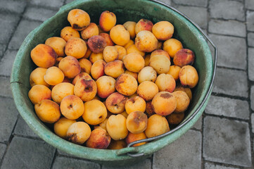 A lot of orange, yellow ripe apricots in a plastic bucket, top view. A wonderful, good harvest of fruit from the tree.