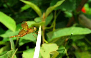 yellow color dragonfly ,wings of a dragonfly ,neurothemis intermedia,                         