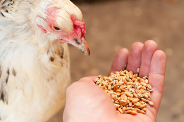 Environmentally friendly and natural nutrition for chickens in the form of wheat