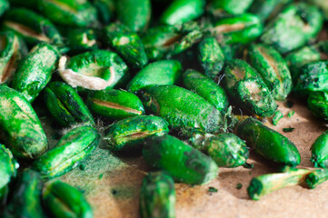 Food against pests such as rodents in residential premises