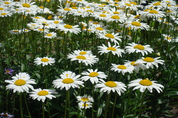 Fototapeta premium Numerous white flowers of Leucanthemum vulgare in June