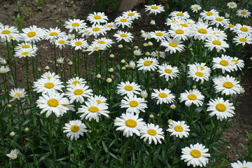 Not a few white flowers of Leucanthemum vulgare in May