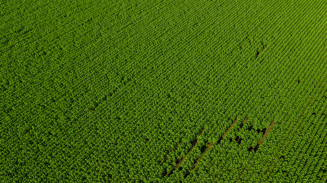 Aerial view. Agriculture green field from drone
