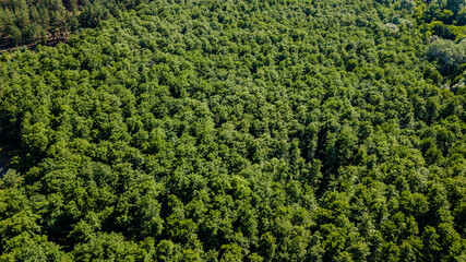Fototapeta na wymiar Aerial view of a lush green forest or woodland. Drone photography
