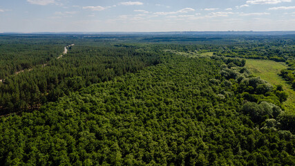 Naklejka premium Aerial view of a lush green forest or woodland. Drone photography