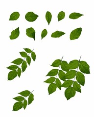 Green Leaf   切り抜いた緑色の葉っぱのベクター素材
