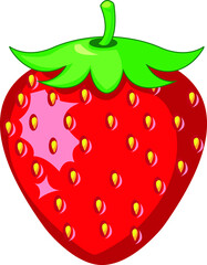 Strawberry vector illustration and 
