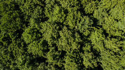 Aerial view of a lush green forest or woodland. Drone photography