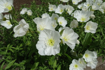 Delicate white flowers of Oenothera speciosa in May