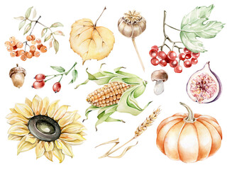 Hand drawn watercolor set;leaf,sun flower,mushroom,fig,corn,spike of wheat,acorn,pumpkin,viburnum,rowan