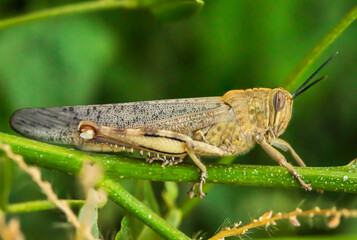 Locusts on a green stem. Macro photo. Brown grasshopper. Insect close-up. Locust body structure. Insect surface texture. Green background. A pest of agricultural crops. Bokeh