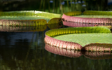 Tropische Riesenseerose (Victoria cruziana) © C. Schüßler