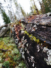 Tranquil autumn scenery showing a magnificent oak tree with colorful leaves in a park, with soft light, wide format