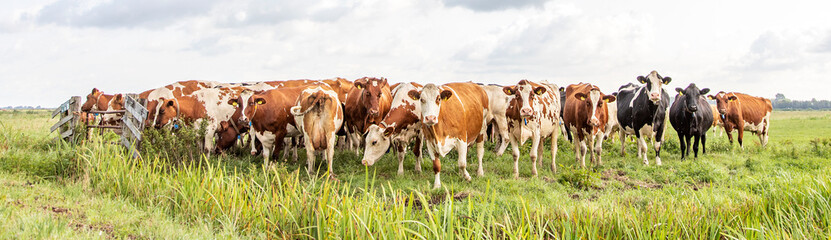 Herd of cows cozy together in the pasture, a wide view.