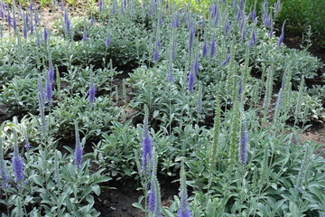 Lots of violet flower spikes of Veronica incana in June