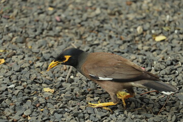 BROWN BIRD WITH FOOD 
