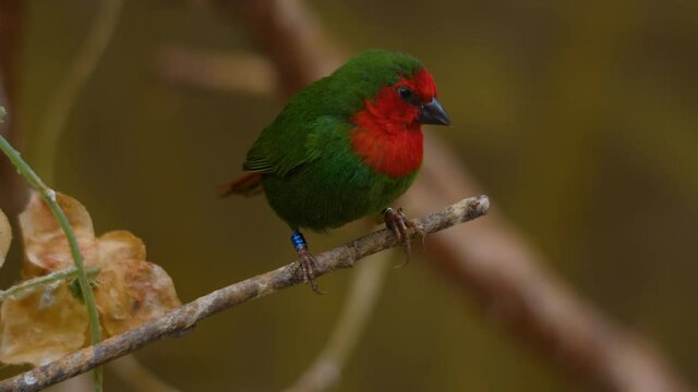Red-throated parrotfinch sitting on a tree branch