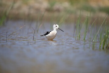 black headed gull