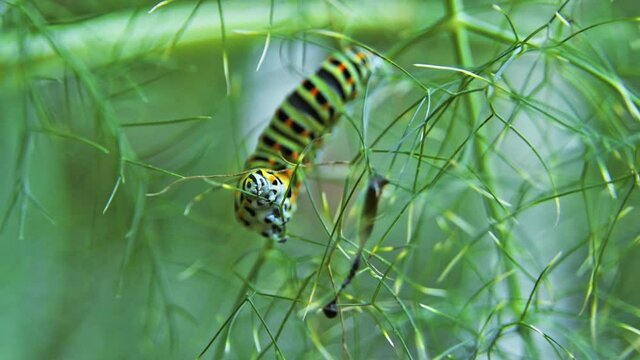 Slow motion macro footage of Caterpillar of Papilio Machaon (swallowtail caterpillar) feeding on Fennel branches.