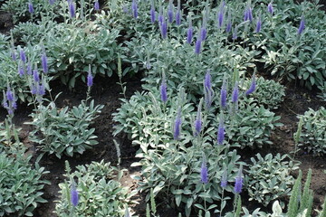 Not a few violet flower spikes of Veronica incana in June