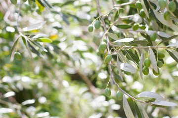 Isolated olive tree with olive berries and leaves.