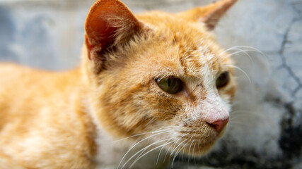 Close up view of a ginger stripes cute stray cat resting and laying down on the staircase. Animal and homeless concept. Selected focus on foregrounds.