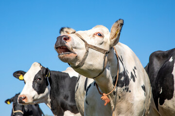 White cow with a strap around her face does moo with her head uplifted, blue sky,