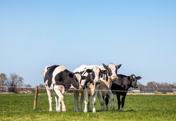 Four dairy cows, heifer, black and white Holsteins, standing in line in a meadow under a blue sky and a faraway straight horizon.