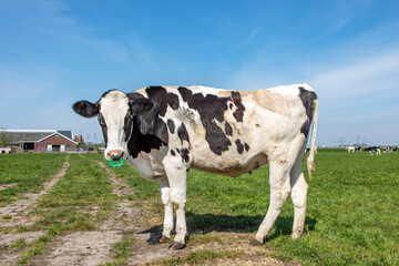 Fototapeta na wymiar Cow with spiked nose ring, a maverick calf weaning ring of bright green plastic, standing in a field and a blue sky